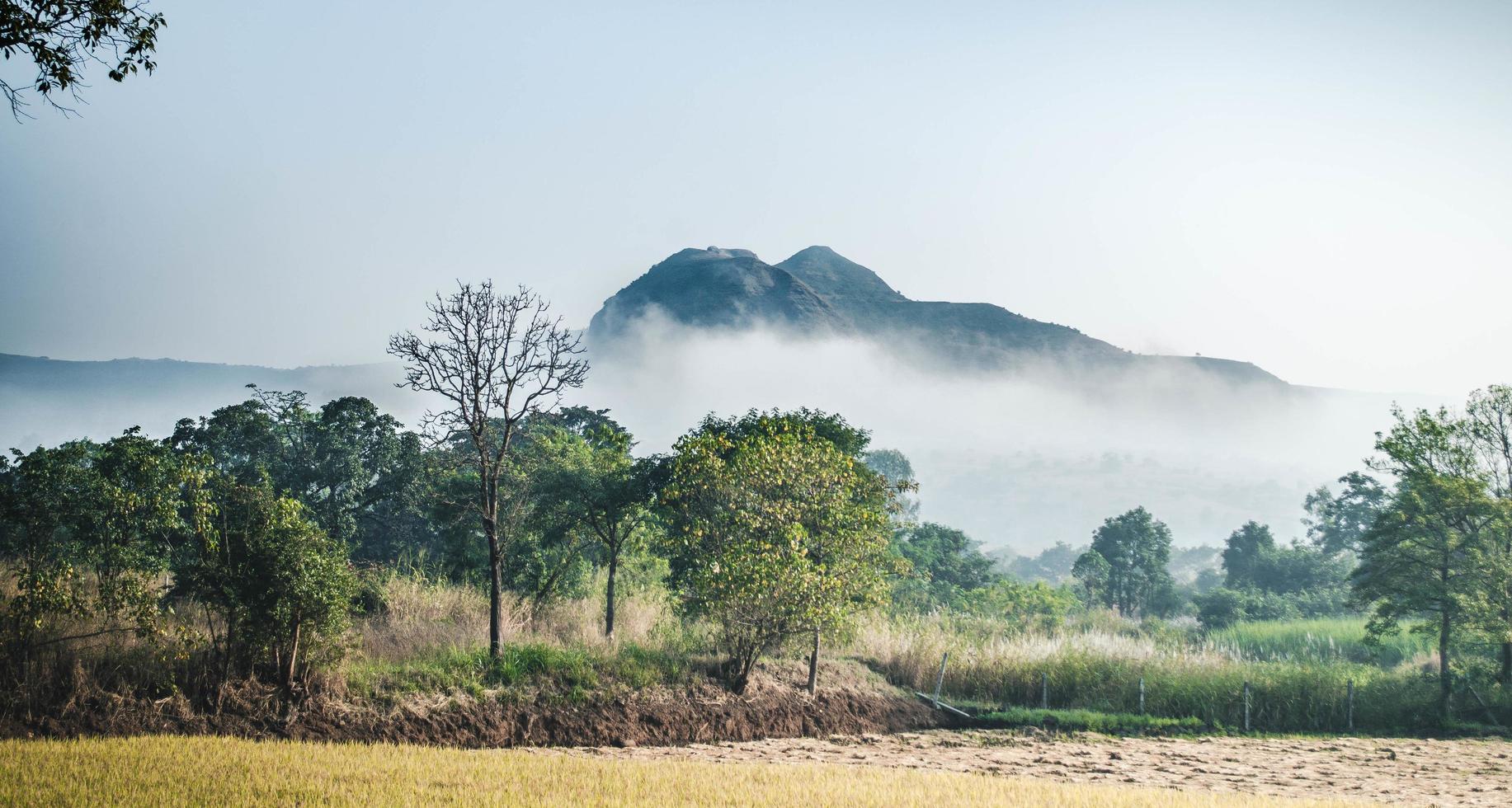 landschapsfotografie van bos foto