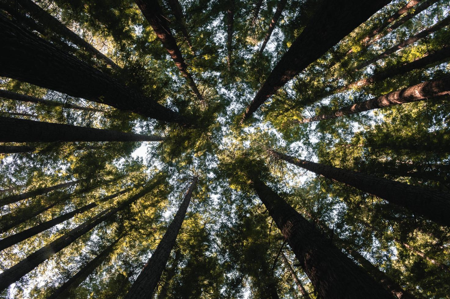 lage hoekfoto van bomen foto