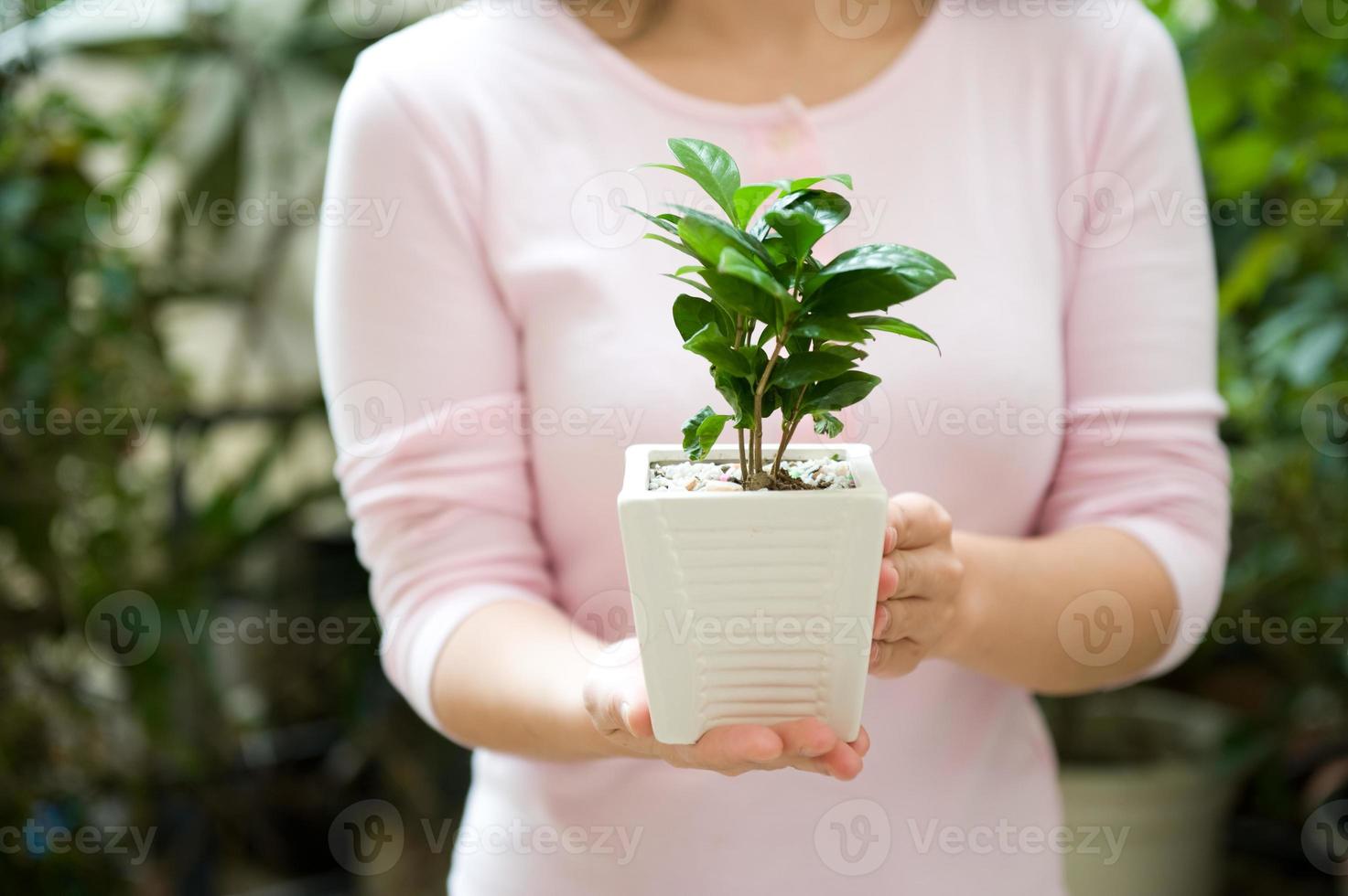 plant in de hand foto
