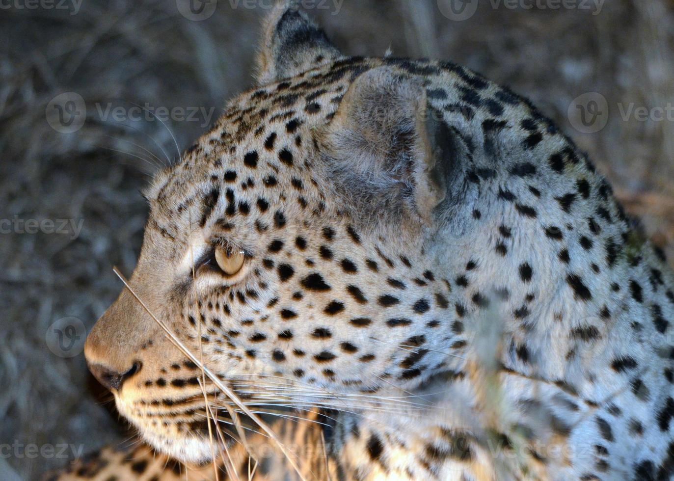 een detailopname van een luipaard in Kruger nationaal park foto