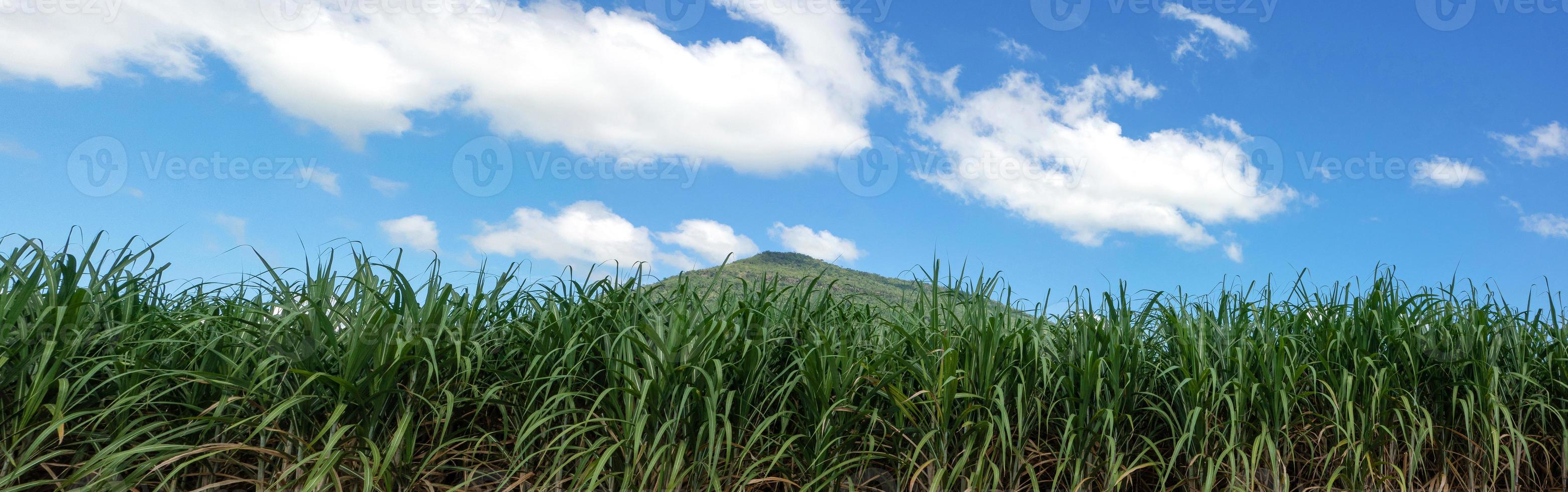 suikerstok velden en blauw lucht foto
