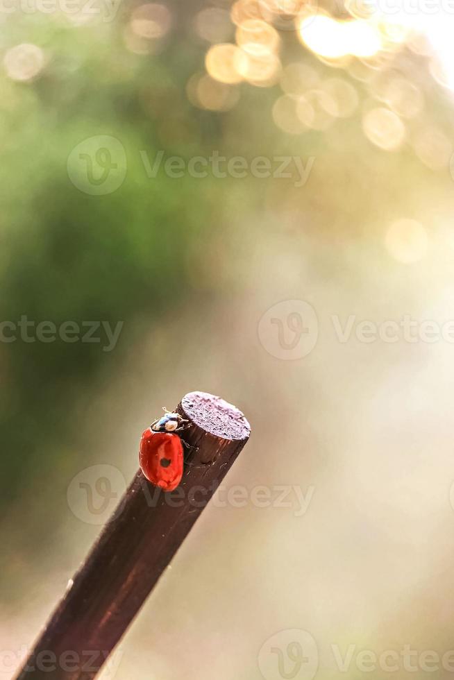 een rood lieveheersbeestje kruipt op een stok naar de zonsondergangstralen van de zon. bokeh. macrofotografie. na regen foto