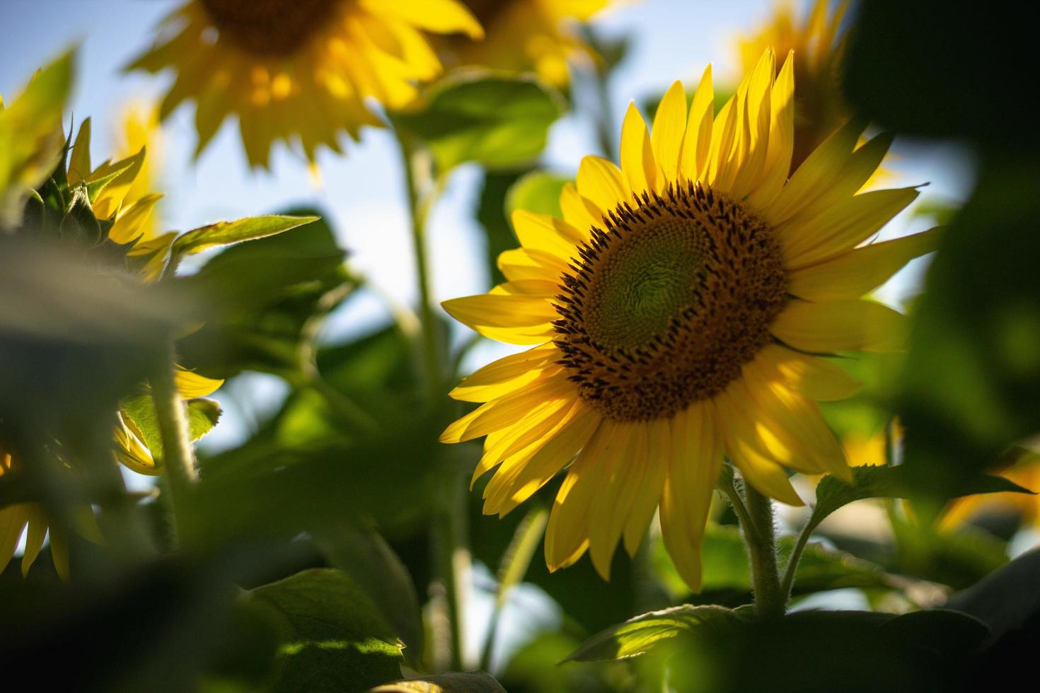 veld met gele zonnebloemen foto