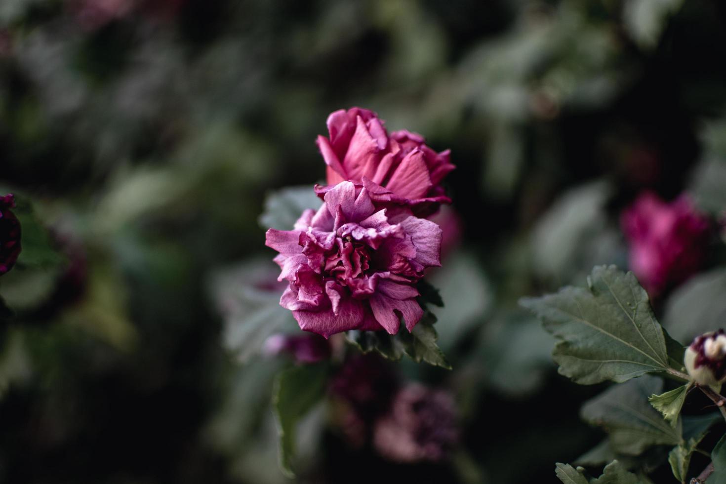 close-up van roze anjerbloemen foto