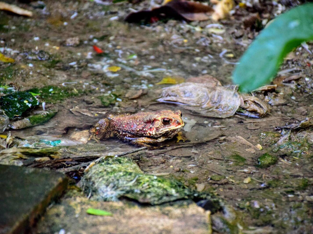 pad in de water foto