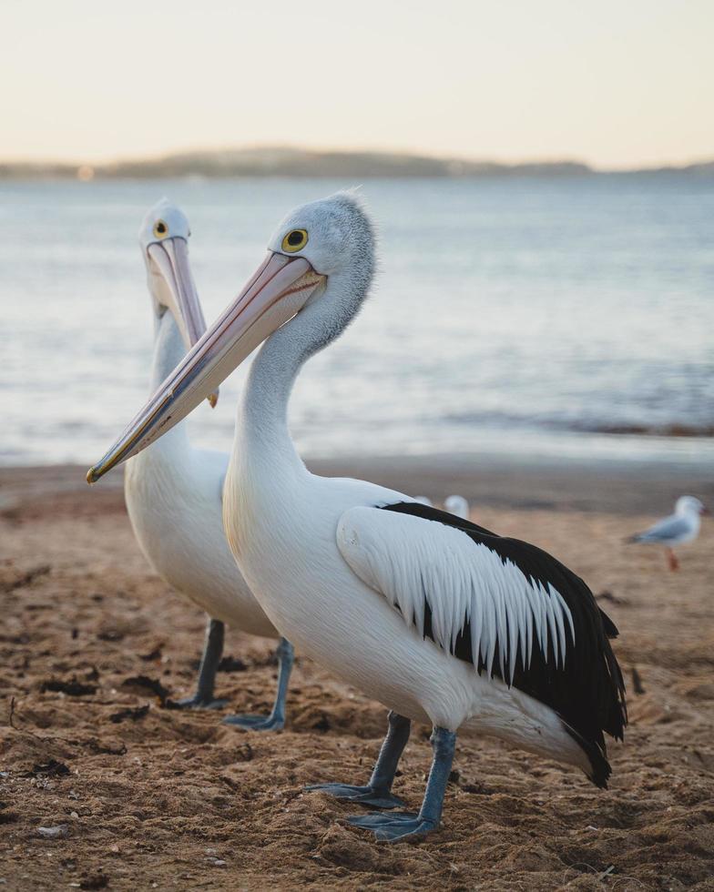 pelikanen op het strand foto