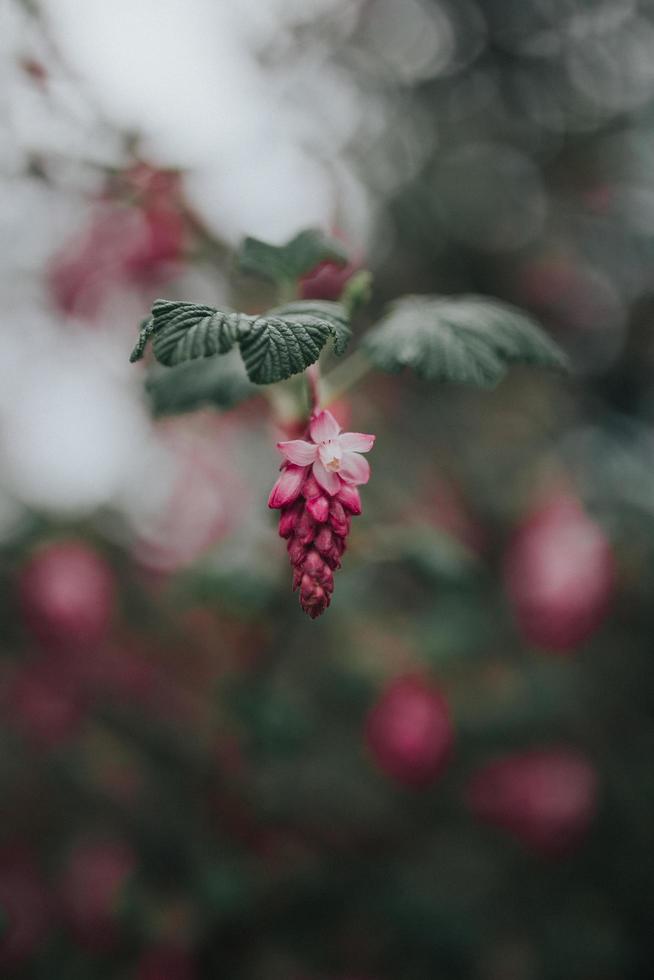 rode petaled bloem foto