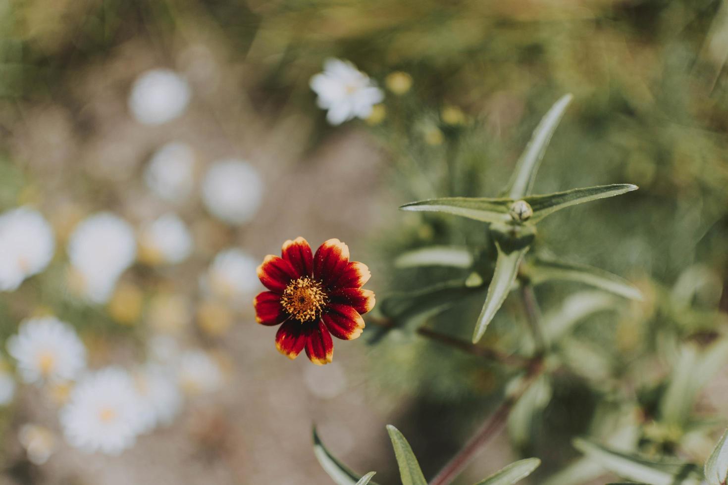 rode en gele bloem foto