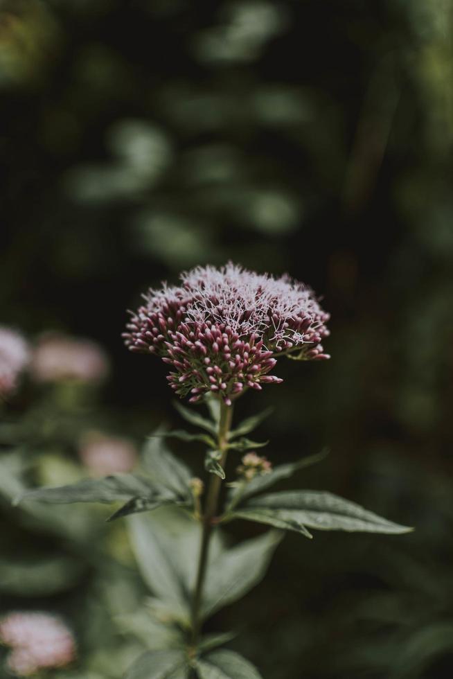 roze wildflower in veld foto