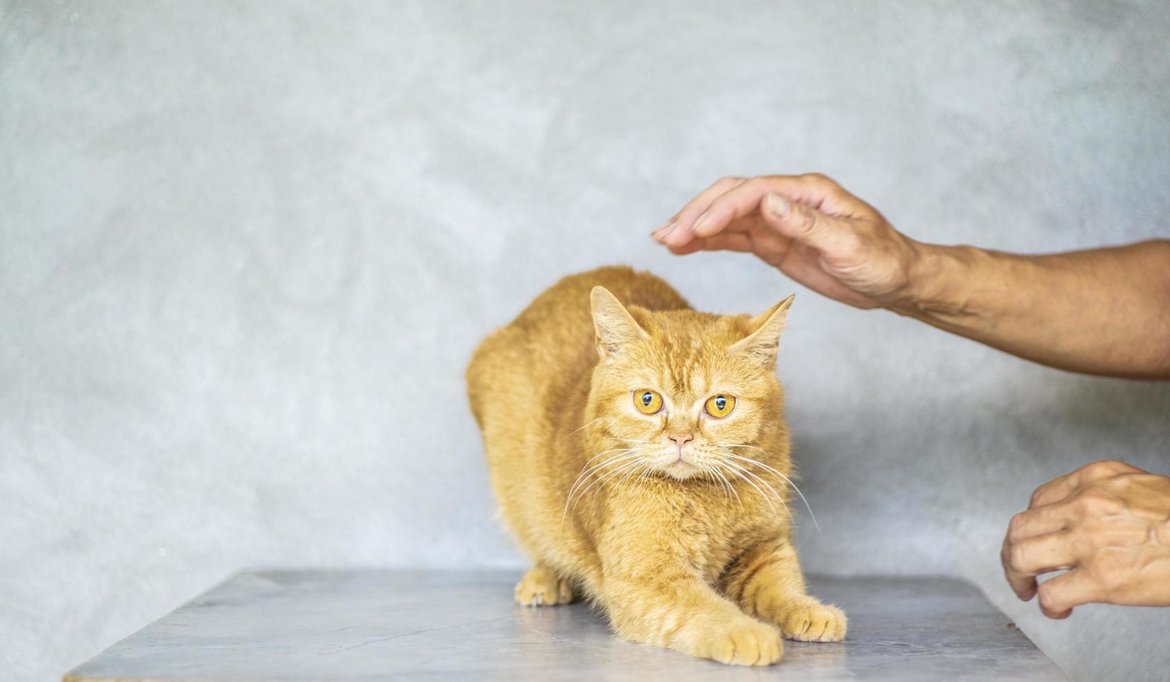 foto van bruine gestreepte katkat