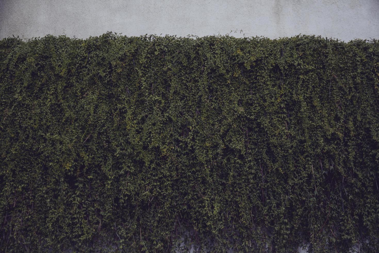 groene planten op de muur foto