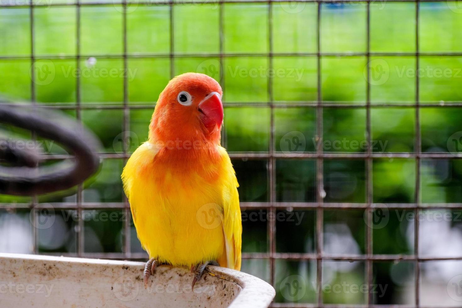 bodem meer Titicaca delen grasparkiet melopsittacus undulatus klein vogel in de kooi. parkiet of  parkiet is een lang staart, zaad aan het eten mimicry pratend schelp  papegaai in geslacht melopsittacus 12509319 Stockfoto