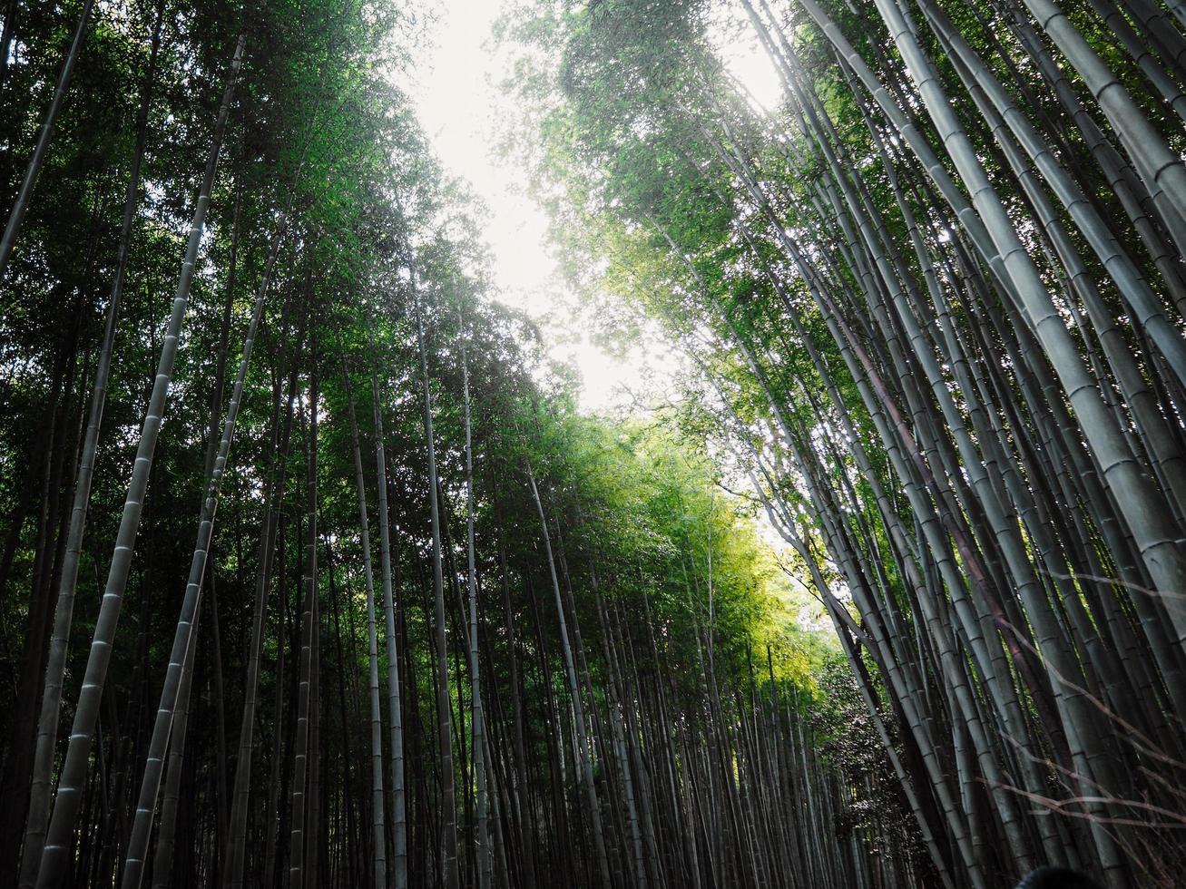 bamboe Woud achtergrond van Japan Aan ochtend- tijd foto