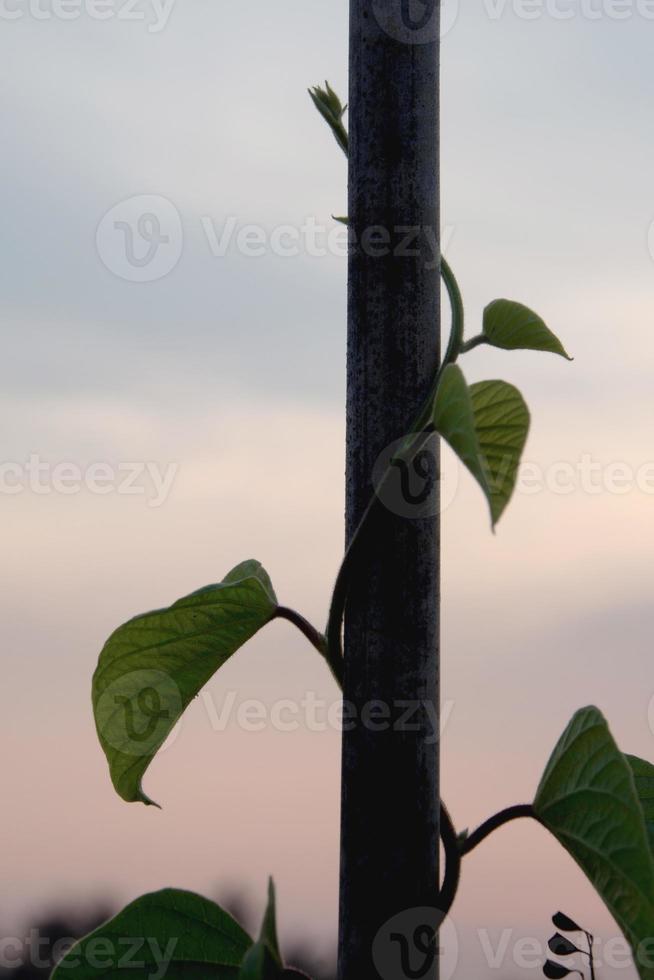 klimop klimmen naar bamboepaal van hek foto