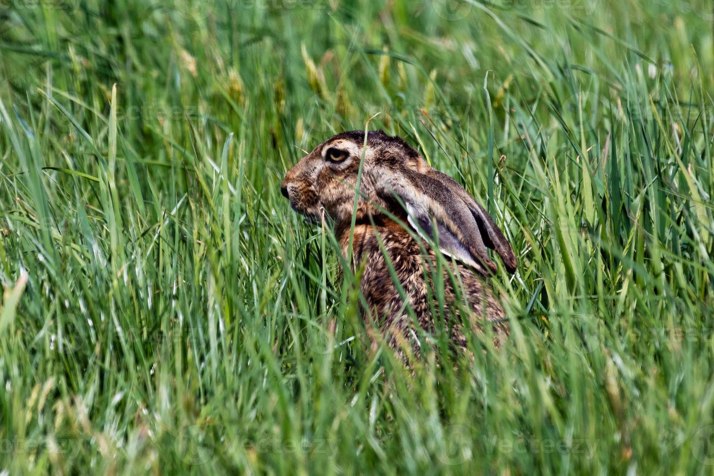 Europese haas. zoogdier en zoogdieren. land- wereld en fauna. dieren in het wild en zoölogie. foto