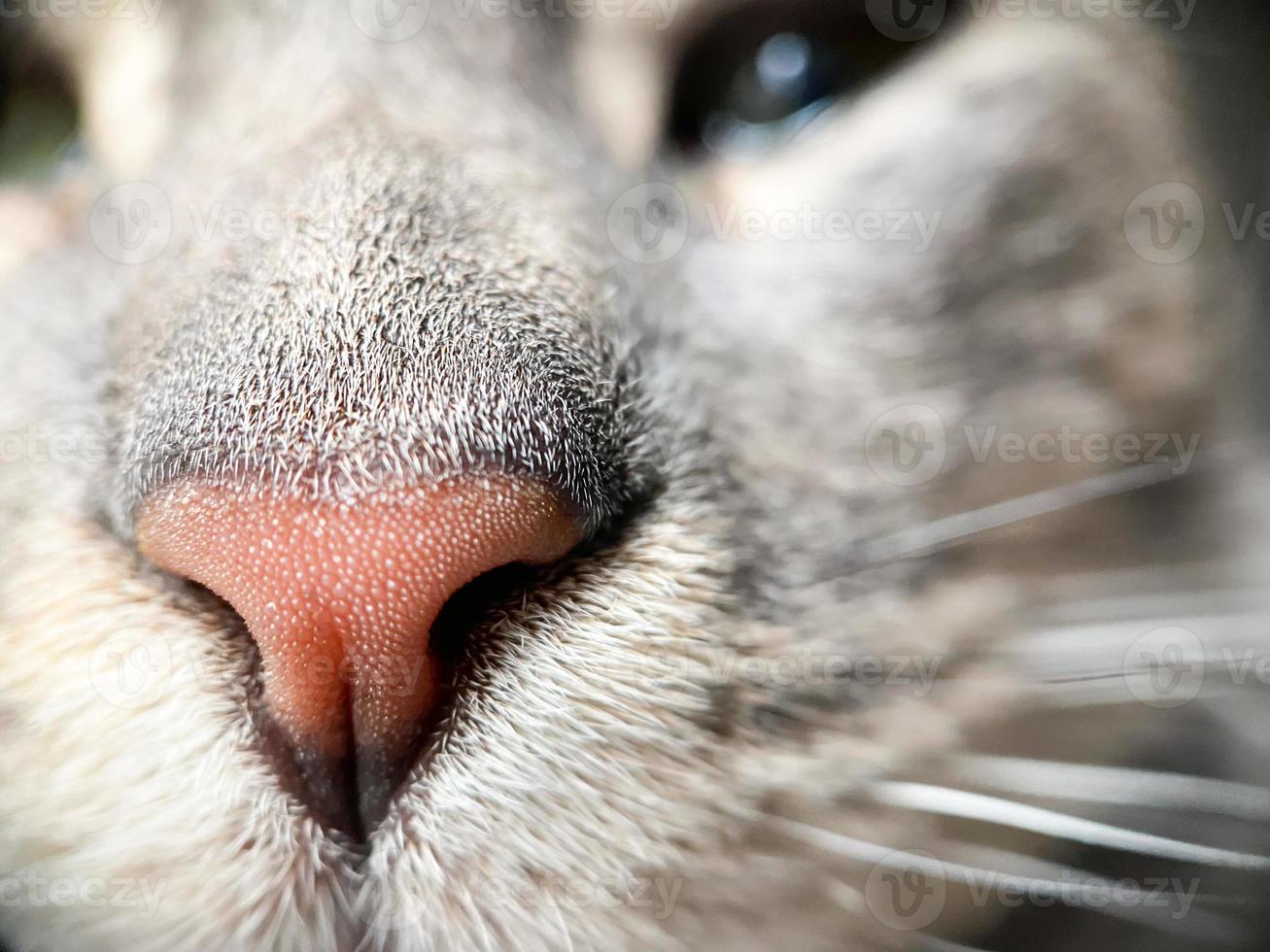 dichtbij omhoog visie van een roze kat neus- foto