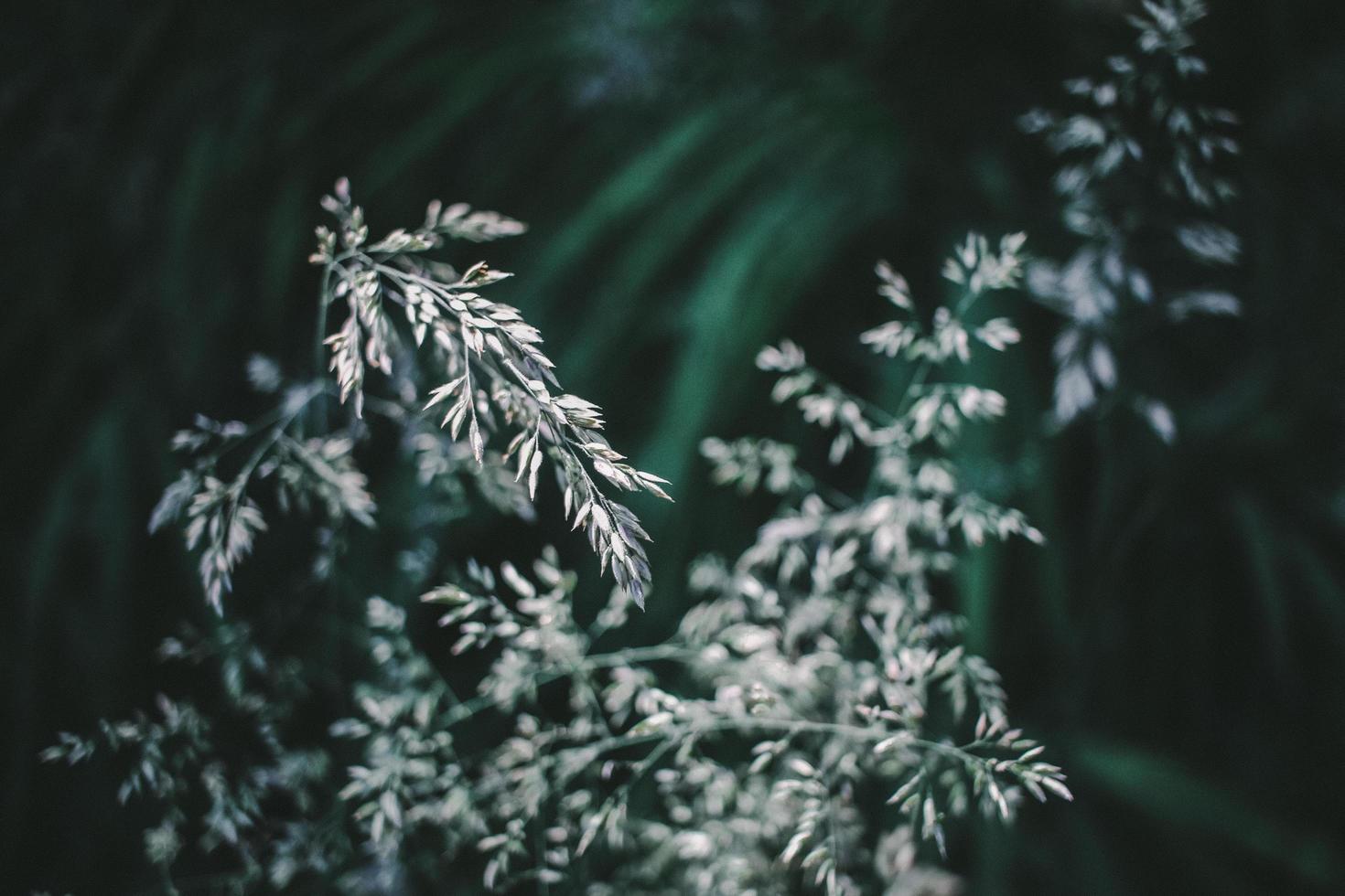 selectieve aandacht fotografie van witte bloemen foto