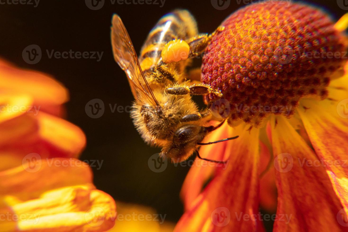honingbij bedekt met geel stuifmeel drinken nectar, bestuivende bloem. inspirerende natuurlijke bloemen lente of zomer bloeiende tuin achtergrond. leven van insecten, extreme macro close-up selectieve focus foto