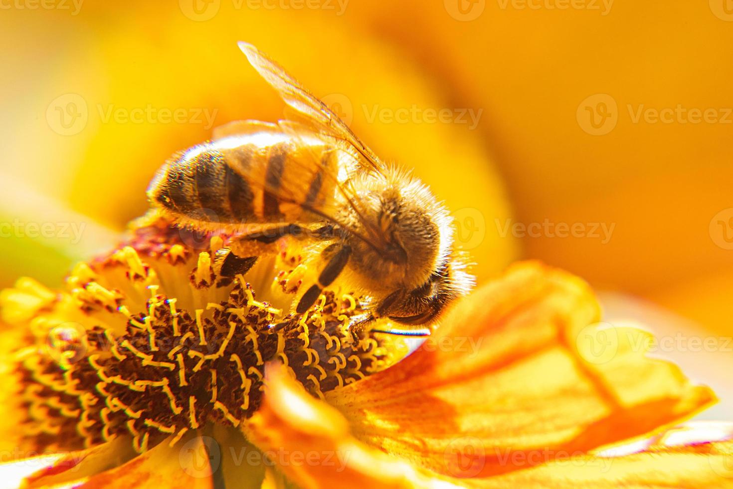 honingbij bedekt met geel stuifmeel drinken nectar, bestuivende bloem. inspirerende natuurlijke bloemen lente of zomer bloeiende tuin achtergrond. leven van insecten, extreme macro close-up selectieve focus foto