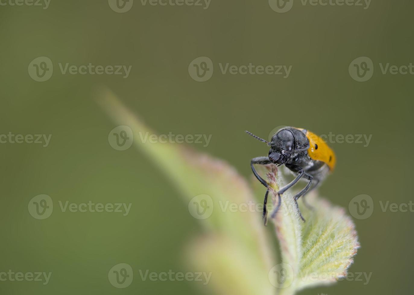 oranje lieveheersbeestje macro Aan groen achtergrond foto