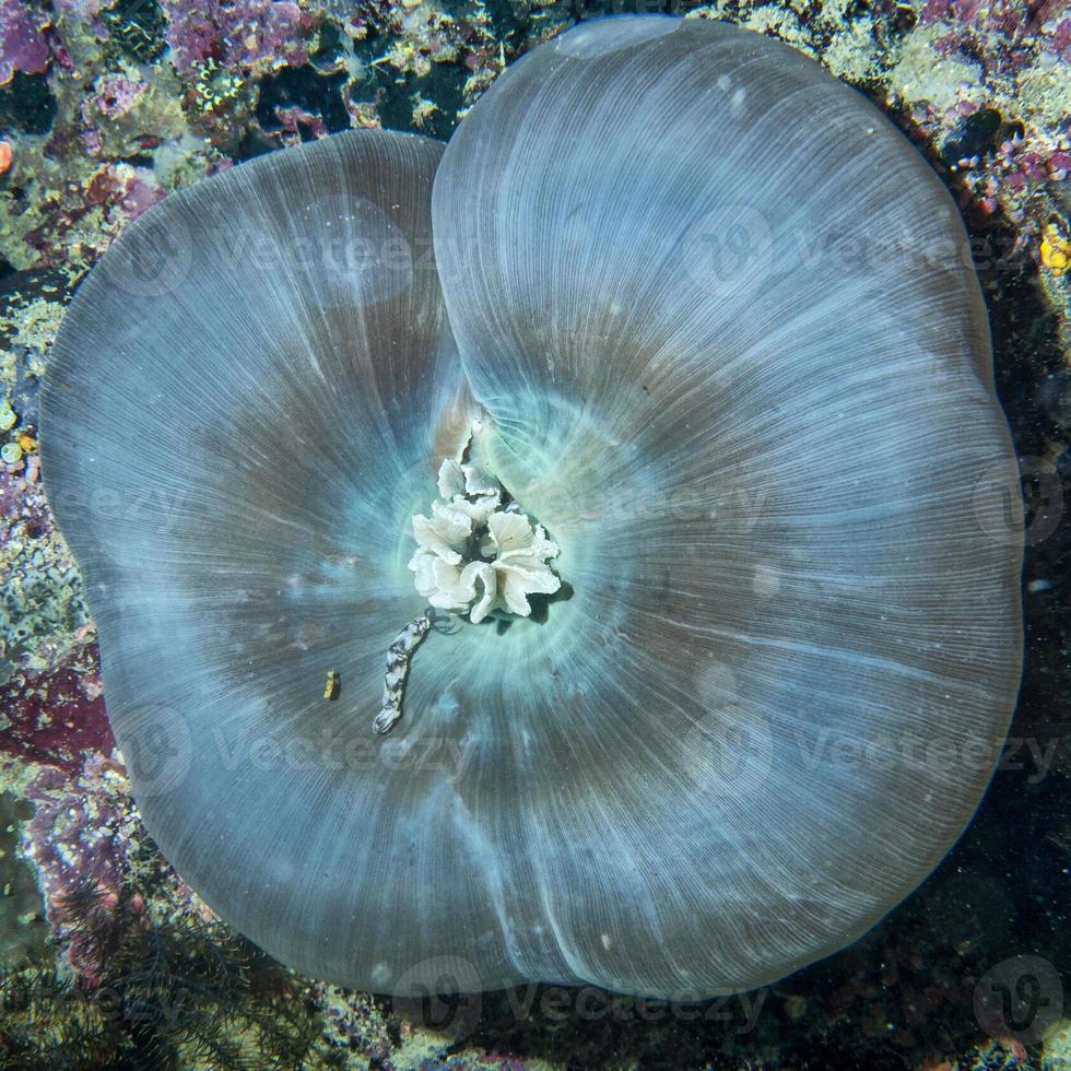 moeilijk koraal macro detail van raja ampat, Papoea Indonesië foto