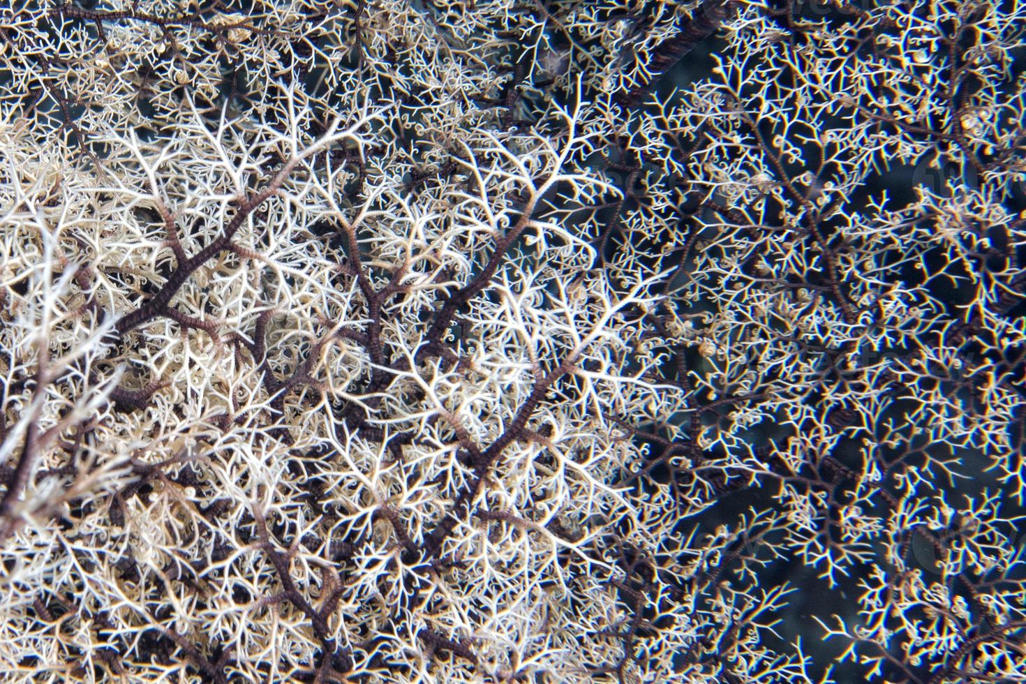 crinoïde zee ster tentakels detail foto