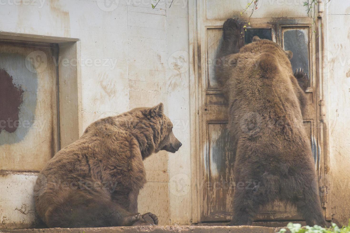 zwart grizzly bears foto