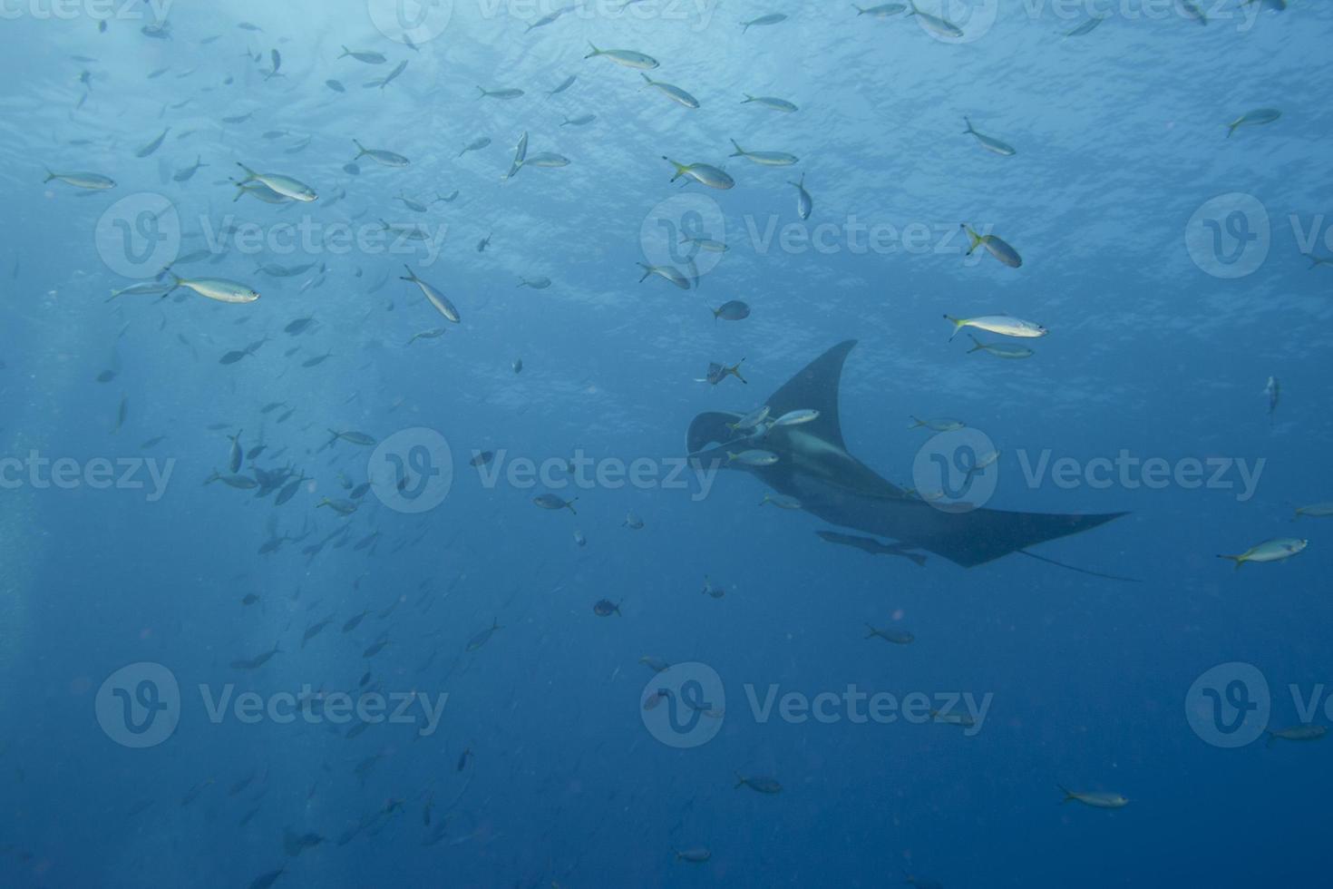 manta in de diep blauw zee foto