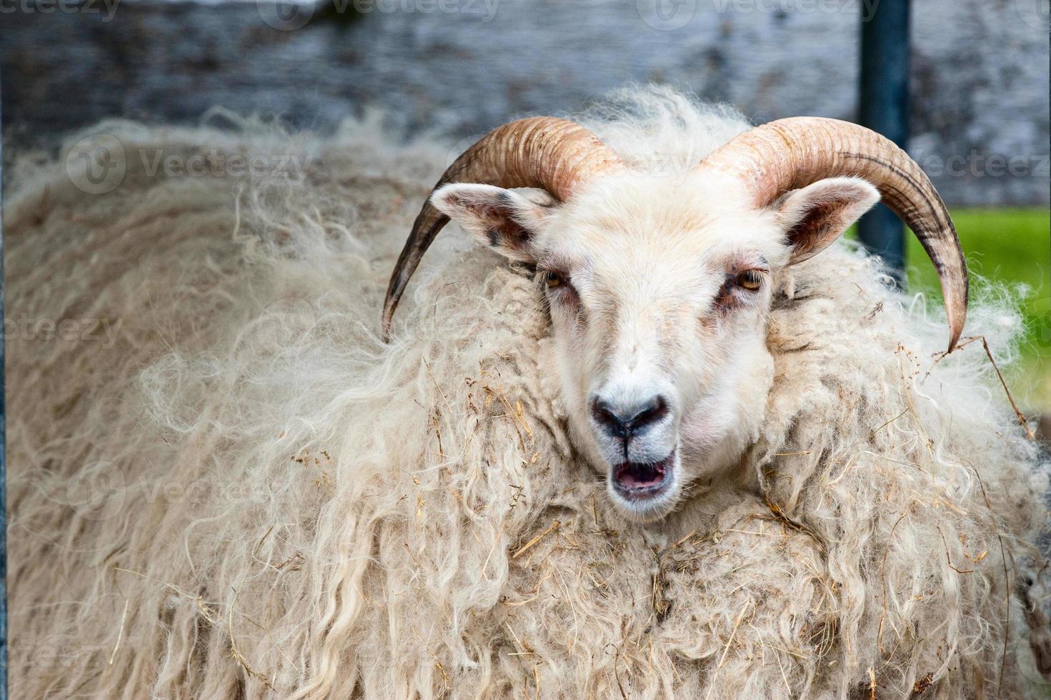 een groot wit RAM schapen met lang hoorns op zoek Bij u dichtbij omhoog foto