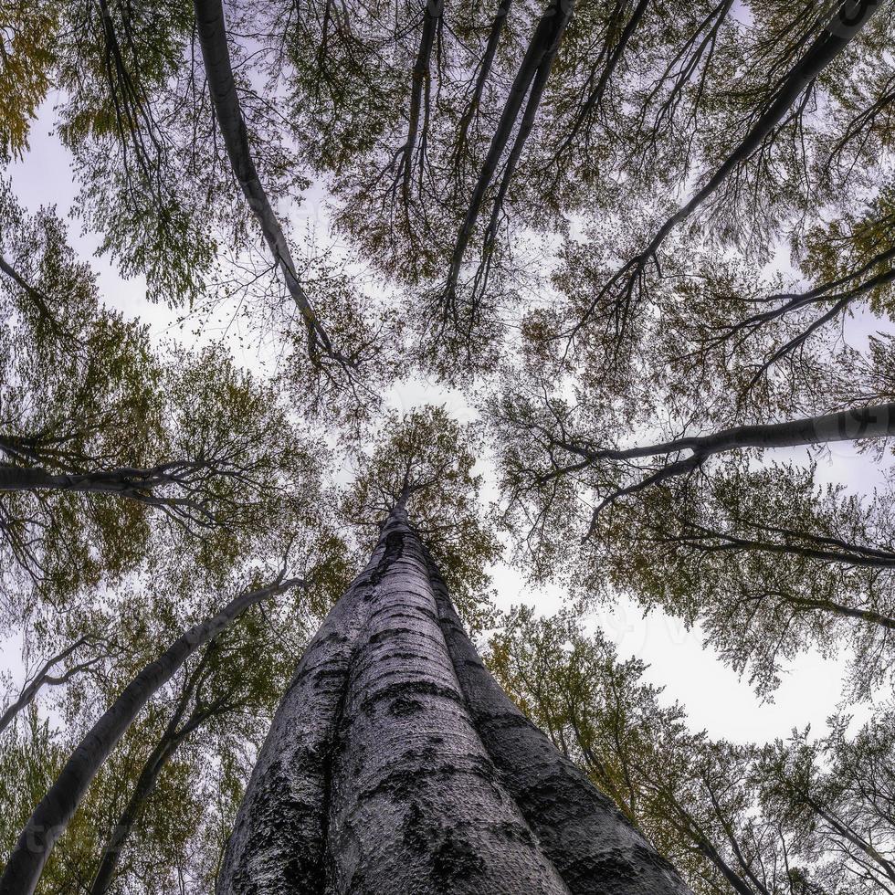 herfst tijd bomen kroon foto