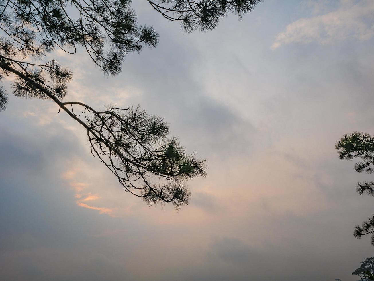 silhouet boom met zonsopkomst in de ochtend- Aan top van phu kradueng berg nationaal park in loei stad thailand.phu kradueng berg nationaal park de beroemd reizen bestemming foto
