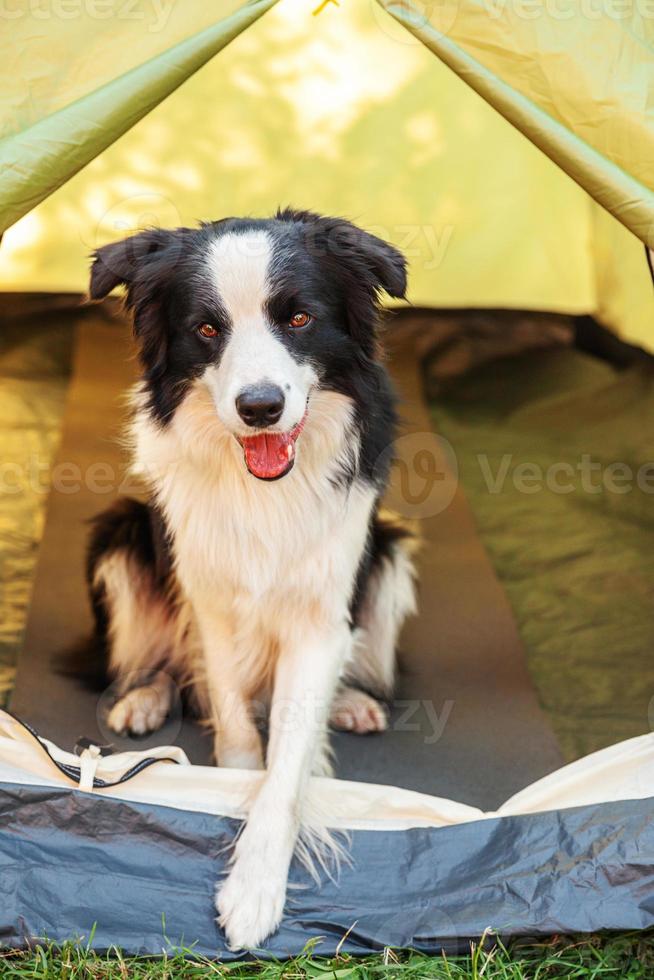 buitenshuis portret van schattig grappig puppy hond grens collie zittend binnen in camping tent. huisdier reizen avontuur met hond metgezel. voogd en camping bescherming. reis toerisme concept foto