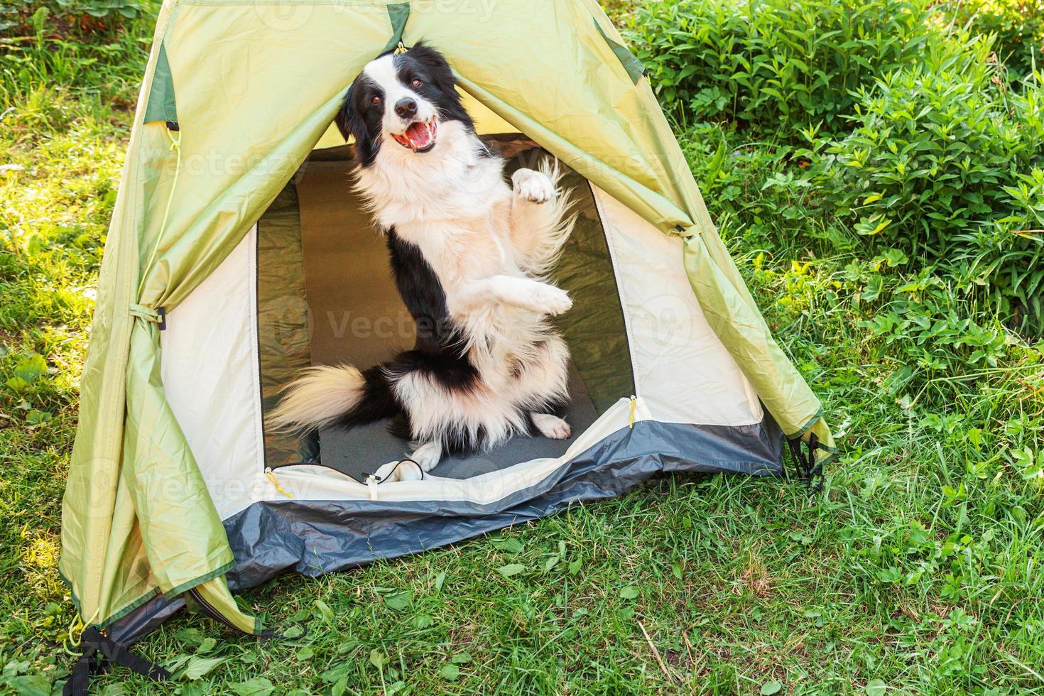 buitenshuis portret van schattig grappig puppy hond grens collie zittend binnen in camping tent. huisdier reizen avontuur met hond metgezel. voogd en camping bescherming. reis toerisme concept foto