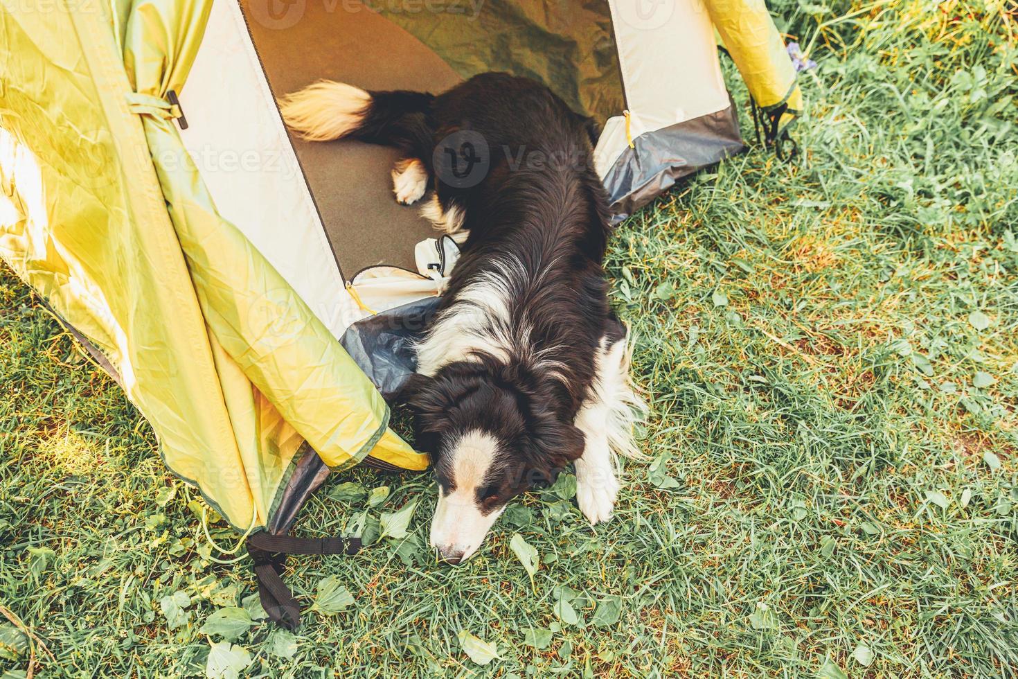 buitenshuis portret van schattig grappig puppy hond grens collie aan het liegen naar beneden binnen in camping tent. huisdier reizen avontuur met hond metgezel. voogd en camping bescherming. reis toerisme concept foto