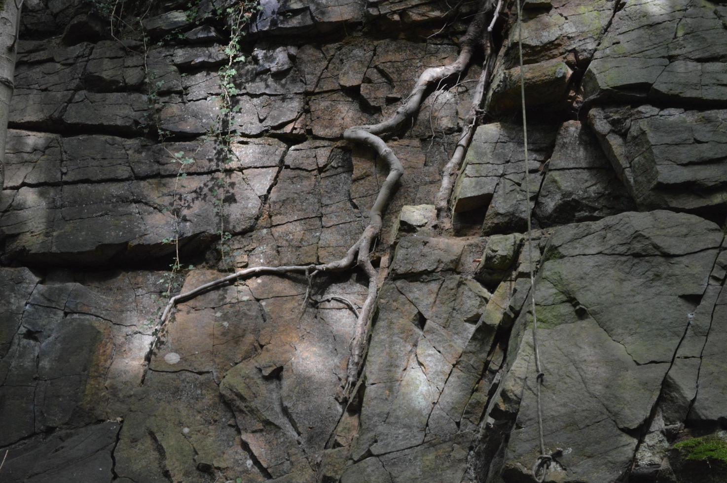 klif gezicht in de bossen foto