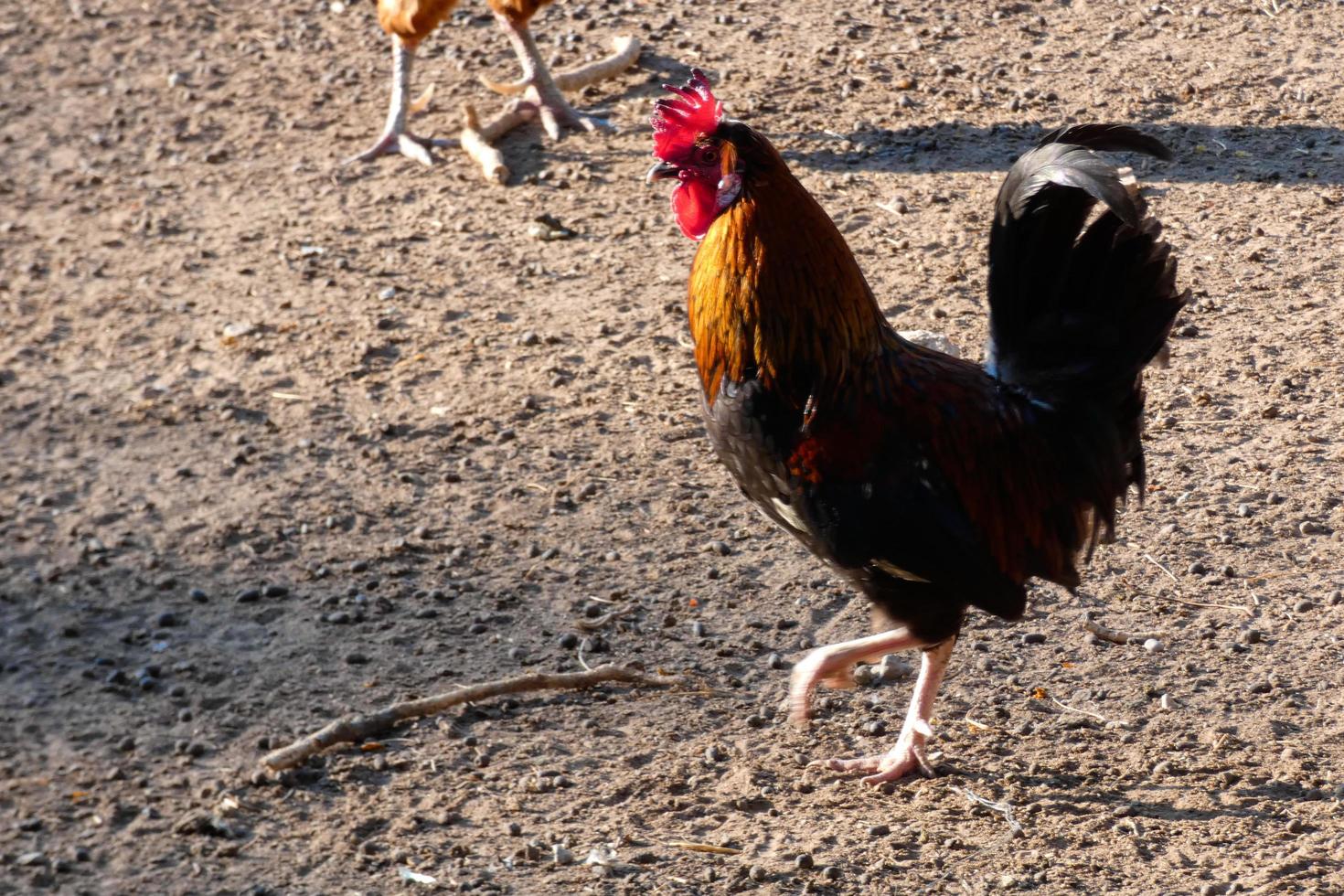 vrije uitloop hanen en kippen Aan een boerderij foto