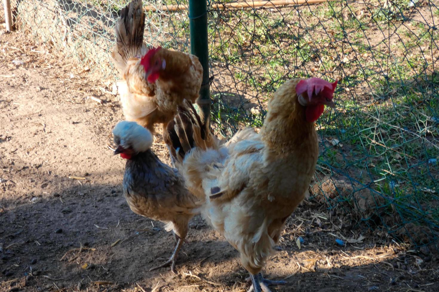 vrije uitloop hanen en kippen Aan een boerderij foto