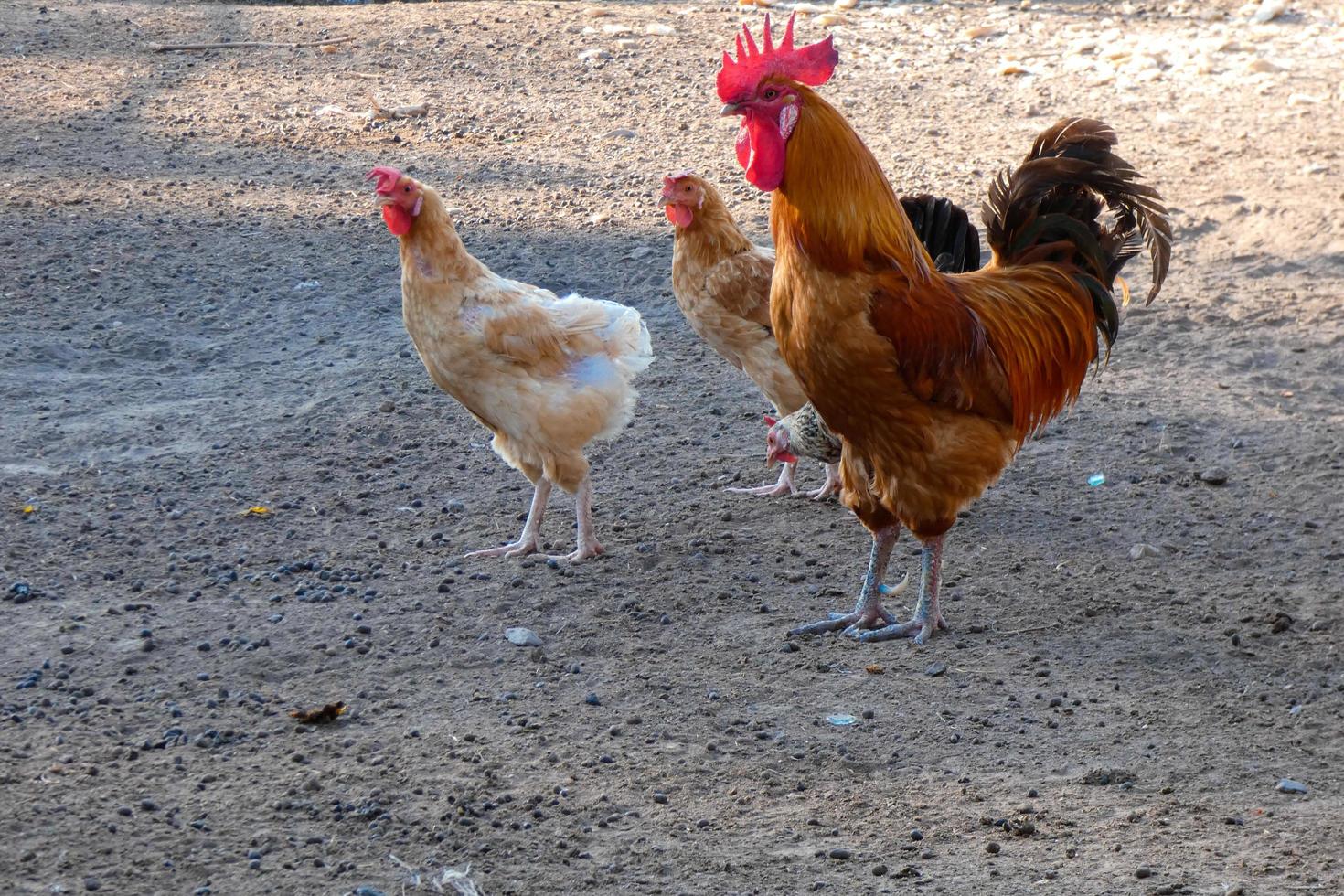 vrije uitloop hanen en kippen Aan een boerderij foto