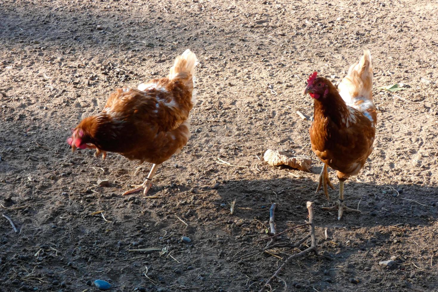 vrije uitloop hanen en kippen Aan een boerderij foto