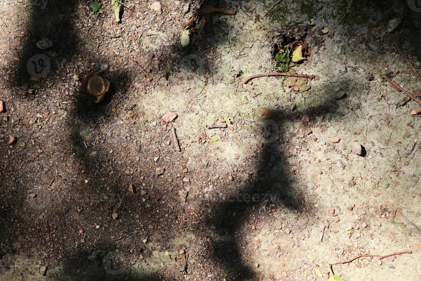 gedetailleerd dichtbij omhoog visie Aan een bruin zand grond structuur foto