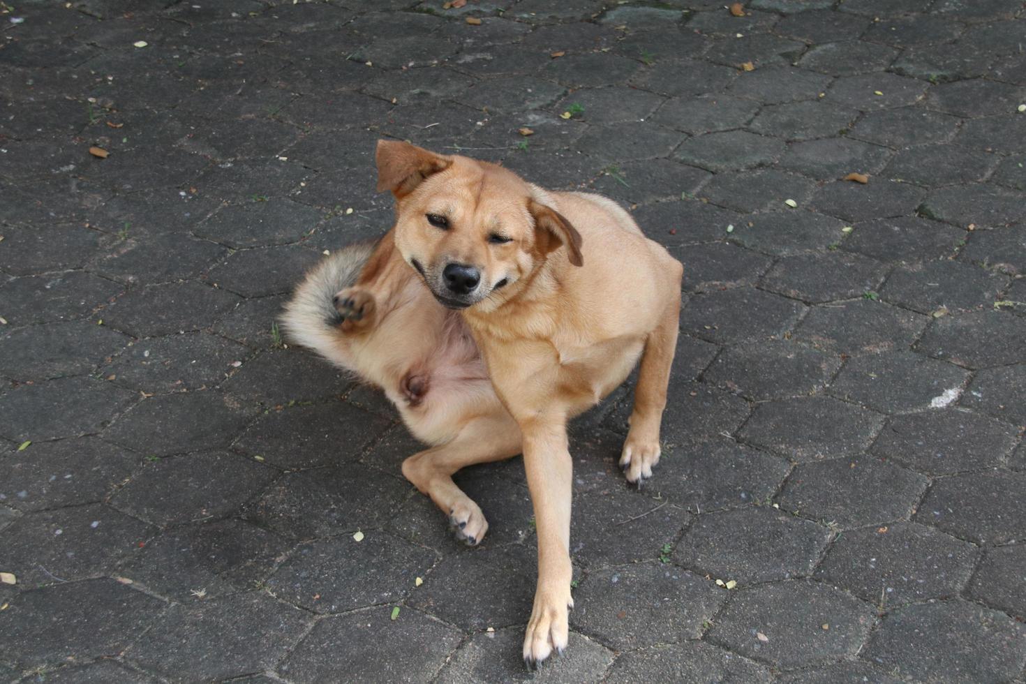 bruin Thais hond is krabben nek Aan beton vloer. foto