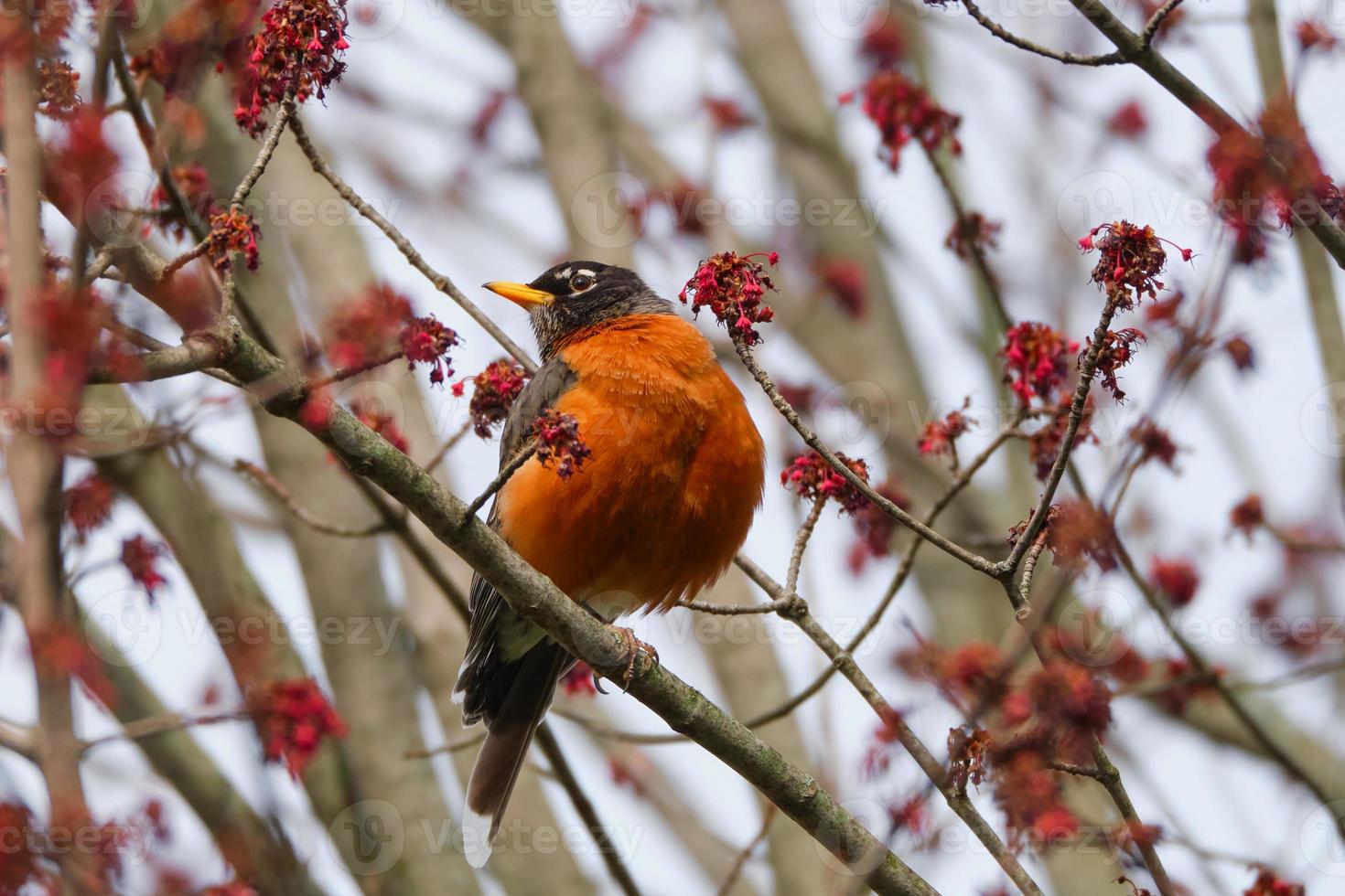 Amerikaans Robin neergestreken tussen de boom bloemknoppen foto