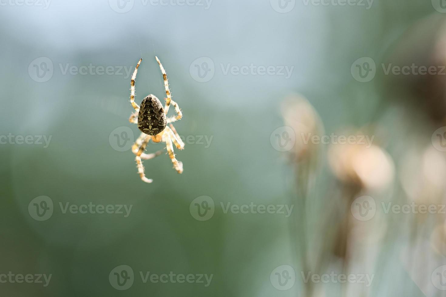 kruis spin kruipen Aan een spin draad. een nuttig jager tussen insecten.wazig foto