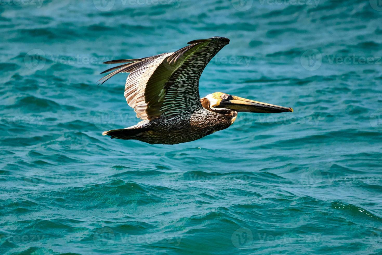 bruin pelikaan in vlucht over- de atlantic oceaan foto