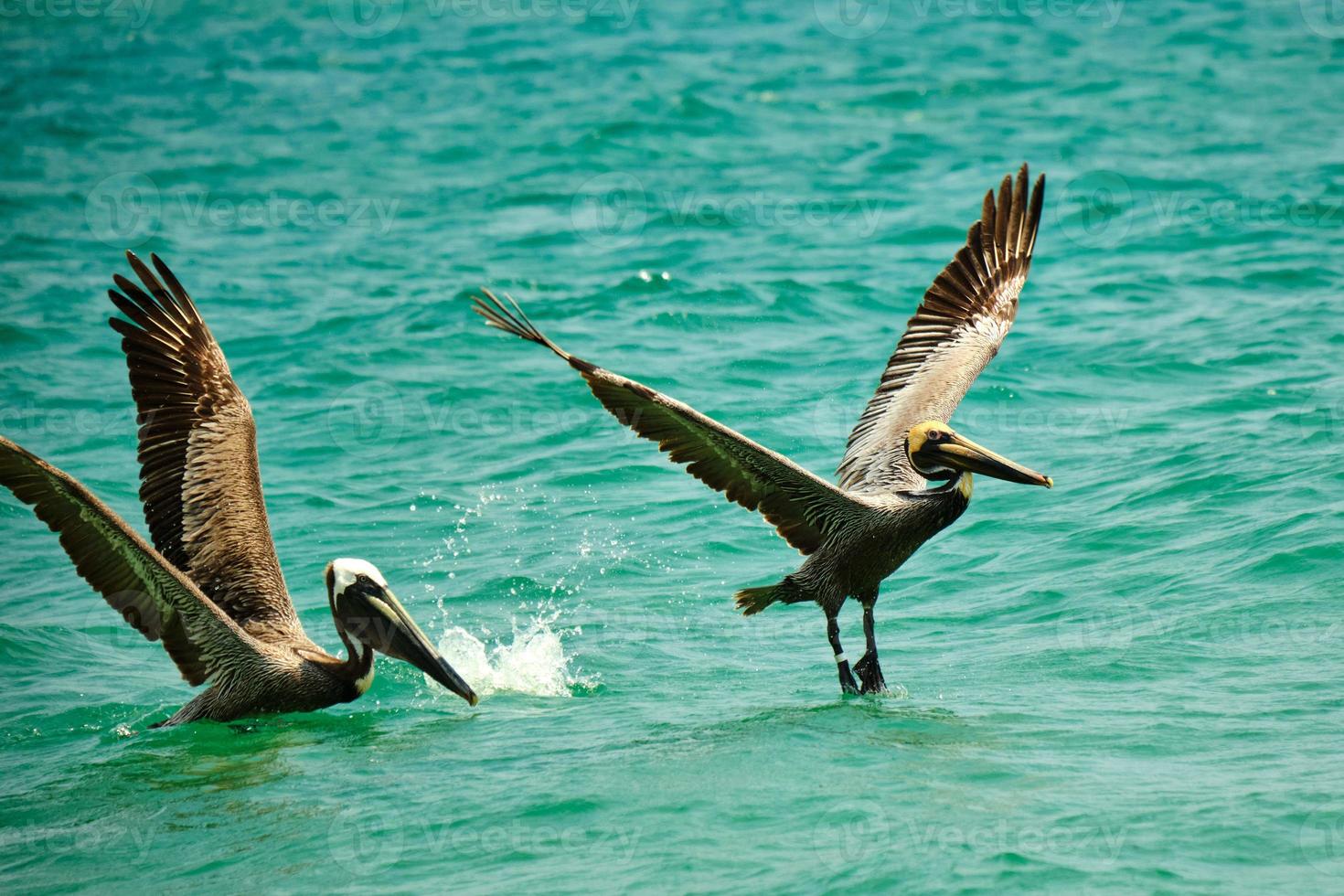 paar- van bruin pelikanen reeks naar nemen vlucht uit de atlantic oceaan foto