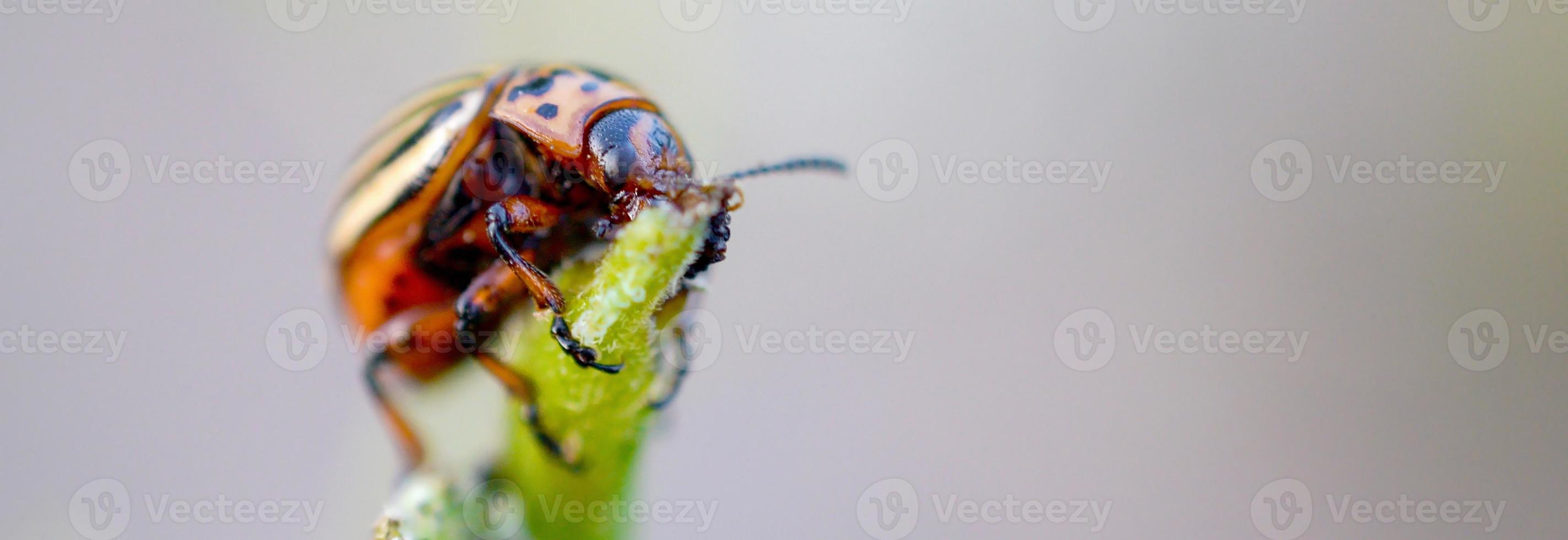 Colorado aardappel kever leptinotarsa decemlineata kruipen Aan aardappel bladeren foto