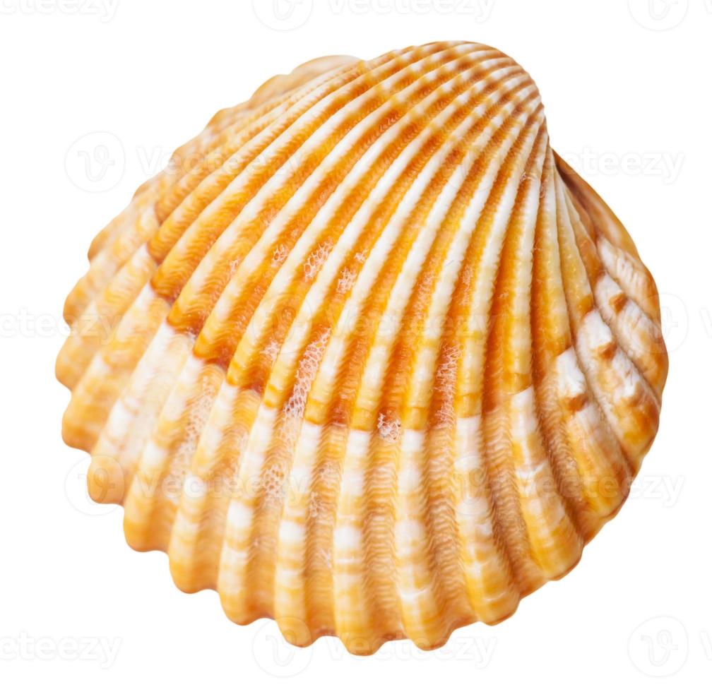 clam weekdier schelp geïsoleerd Aan wit foto