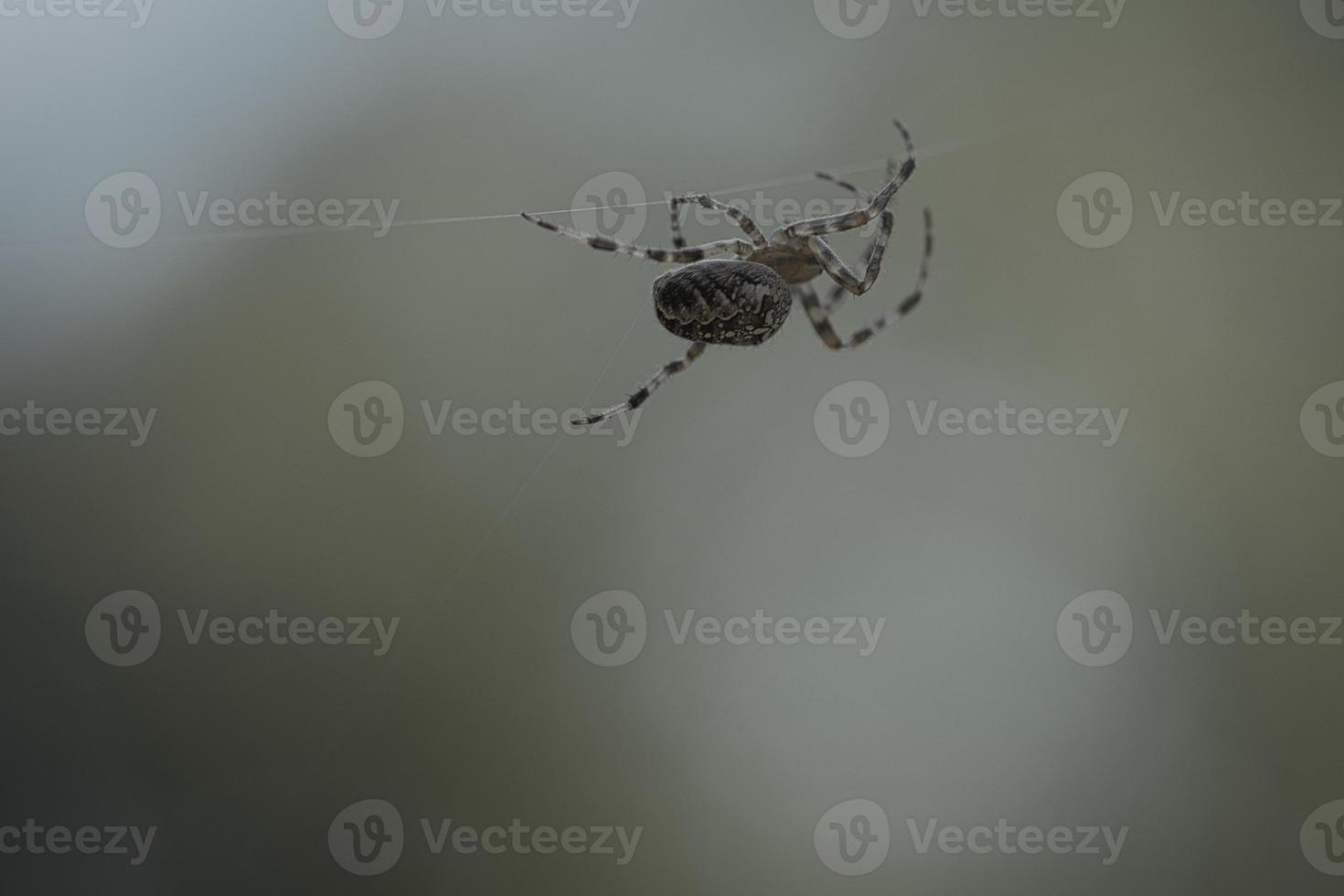 kruis spin kruipen Aan een spin draad. een nuttig jager tussen insecten.wazig foto