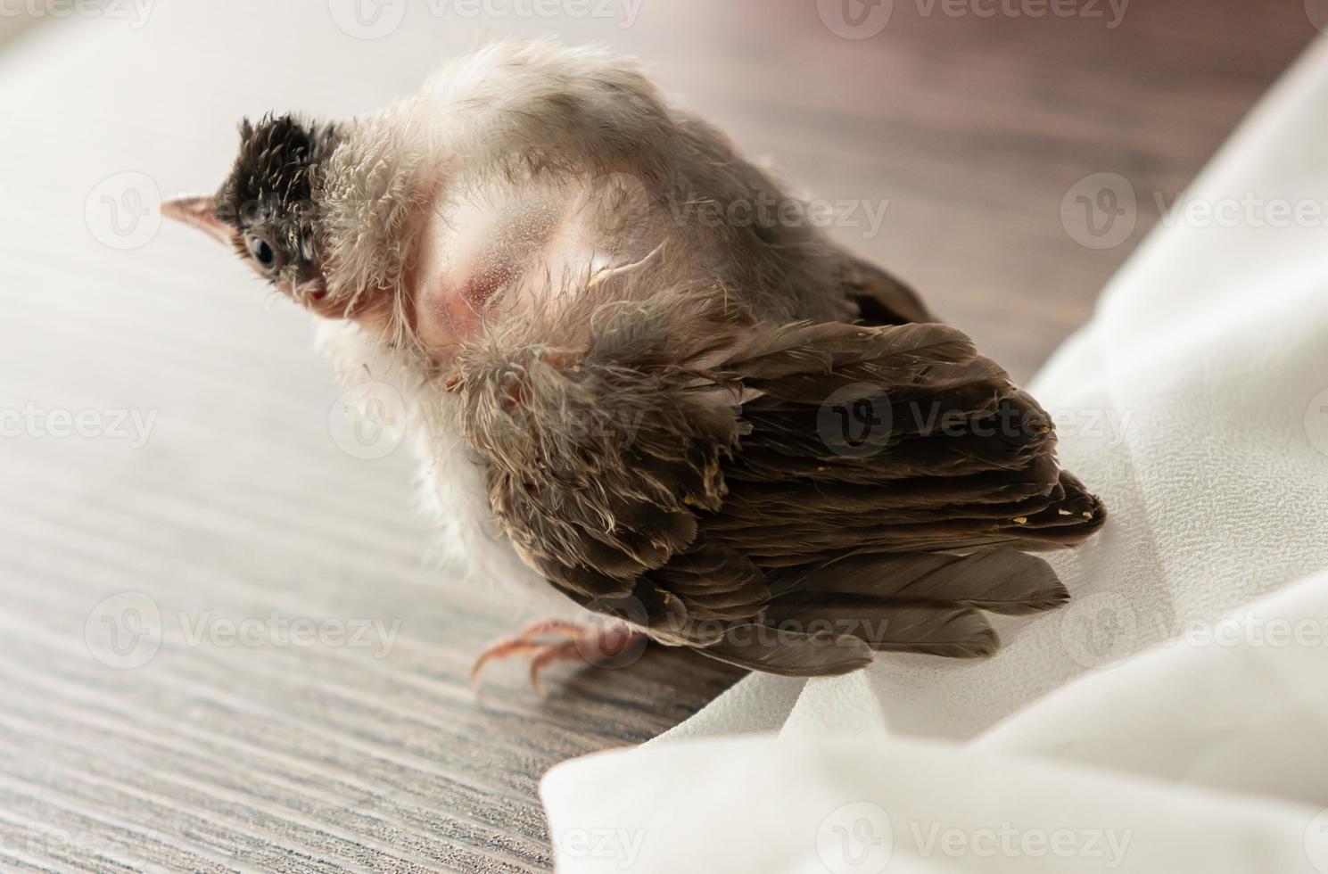 lucht sac scheuren in vogels, baby rode bakkebaarden bulbul letsel na aanval door kat. foto