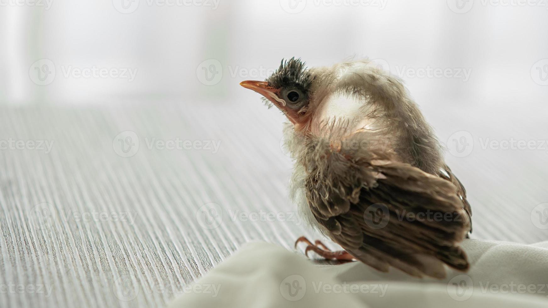 lucht sac scheuren in vogels, baby rode bakkebaarden bulbul letsel na aanval door kat. foto